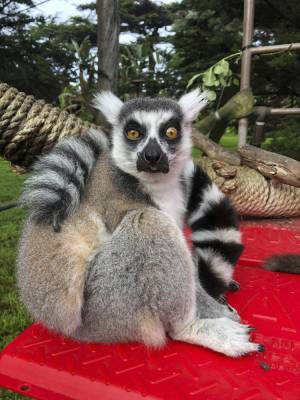 SF Zoo cites child for finding lemur, police arrest suspect - clickorlando.com - San Francisco - city San Francisco