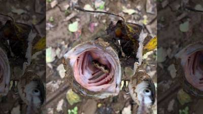 Tennessee fisherman catches bass holding snake in its mouth - fox29.com - state Tennessee