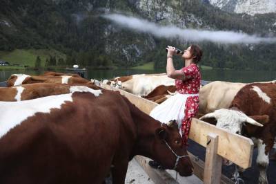 Pandemic spells quieter return from Alps for Bavarian cows - clickorlando.com