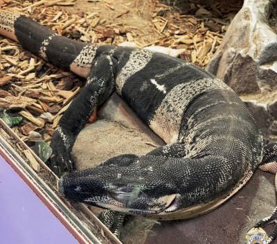 California police recover lizards stolen from reptile store - clickorlando.com - Los Angeles - Australia - state California - city Los Angeles - county Long