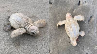 Rare white sea turtle hatchling found on South Carolina beach - fox29.com - county Island - city Boston - state South Carolina