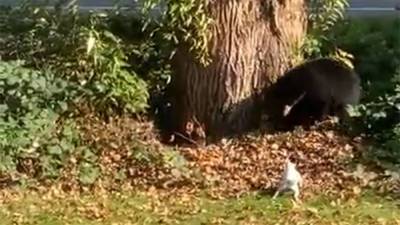 Fearless Jack Russell terrier chases black bear out of family’s backyard - fox29.com - Canada - Jersey - county Jack