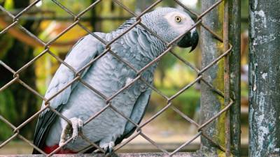 Zoo removes parrots from view after they kept cursing at visitors - fox29.com - Congo - Thailand - Britain