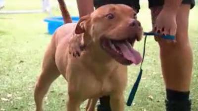 'Rocket the Dog' adopted after living in animal shelter for more than 200 days - fox29.com - county Orange