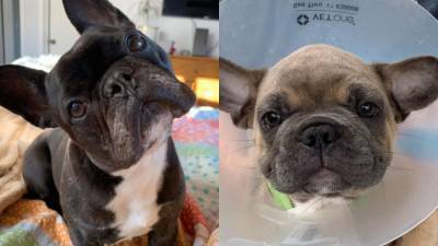 15 French bulldogs found at O’Hare warehouse allowed to stay in U.S. - fox29.com - France