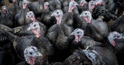 Boris Johnson - Coronavirus ‘Rule of Six’ may prompt farmers to put turkeys on crash diets for Christmas - dailystar.co.uk