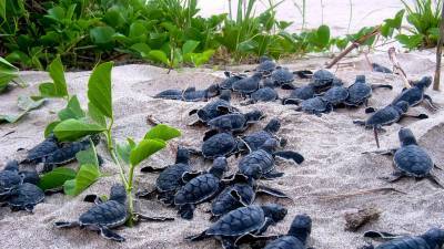 Endangered baby sea turtles may have a new savior: GPS eggs - sciencemag.org
