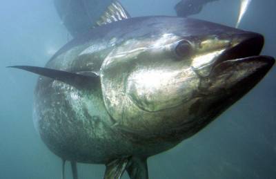 Bluefin tuna in focus as Japan seeks boost to catch limits - clickorlando.com - Japan