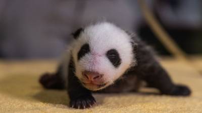 It’s a boy! National Zoo reveals gender of newest panda cub - fox29.com - Washington