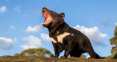 Chris Hemsworth - Elsa Pataky - Tasmanian devil returns to mainland Australia after 3,000 years - globalnews.ca - Australia