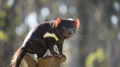 Chris Hemsworth - Elsa Pataky - Tasmanian devils return to Australia for 1st time in 3,000 years, with help from Chris Hemsworth - fox29.com - Australia