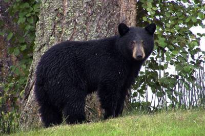 $10,000 reward offered after black bear shot, killed in Central Florida - clickorlando.com - state Florida - county Lake