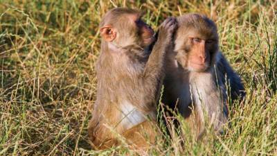 Saying human trials aren't enough, researchers call for comparison of COVID-19 vaccines in monkeys - sciencemag.org - Usa