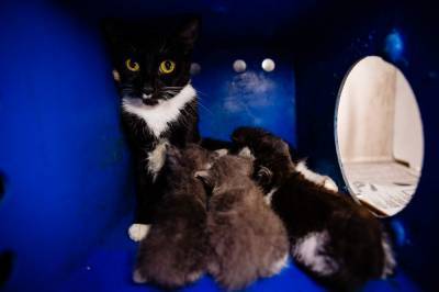 Cats removed from hoarding situation up for adoption at Orange County Animal Services - clickorlando.com - state Florida - county Orange - county Conway