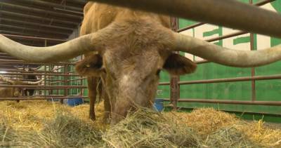 Agribition moves online with new slate of programs, digital experience - globalnews.ca