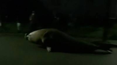 Video: Massive elephant seal squiggles through neighborhood - clickorlando.com - Spain - Chile