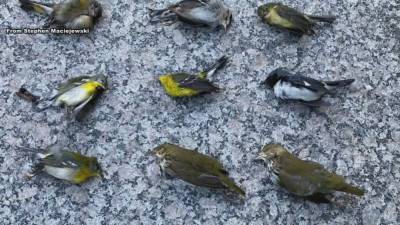 Over 1,000 birds found dead after crashing into Philadelphia skyscrapers - fox29.com - state Pennsylvania