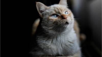 Death of cat with coronavirus in Alabama being investigated - foxnews.com - state Alabama - city Auburn
