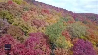 Drone footage shows beautiful fall foliage in Potter County - fox29.com - state Pennsylvania - county Potter