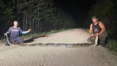 Record-setting 18-foot, 104-pound Burmese python captured in Everglades - clickorlando.com - state Florida - Burma