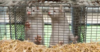 Inside sick mink farms where animals are 'burned alive' after new coronavirus strain - dailystar.co.uk