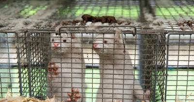 All we know about mutant 'cluster 5' coronavirus caused by mink - mirror.co.uk - Denmark