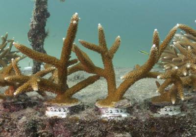Report sounds an alarm on ongoing decline of US coral reefs - clickorlando.com - Usa - county Pacific - state Florida - city Tallahassee, state Florida - state Maryland - county Atlantic - state Hawaii - Guam - Virgin Islands
