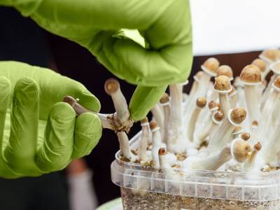 Magic mushroom therapy found effective for treating depression - medicalnewstoday.com - Usa