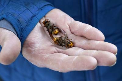 Destruction of murder hornets nest doesn't end threat - clickorlando.com - state Washington - county Spokane