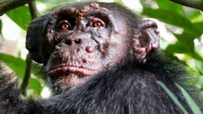 Leprosy, ancient scourge of humans, found to assail wild chimpanzees - sciencemag.org - city Berlin - Ivory Coast