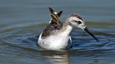 Watch rare shorebirds engage in a synchronized water dance - sciencemag.org