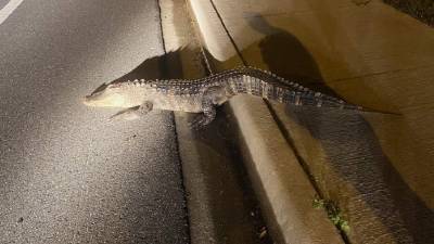 Speed bump: Gator survives collision with car - clickorlando.com - Usa - state Florida