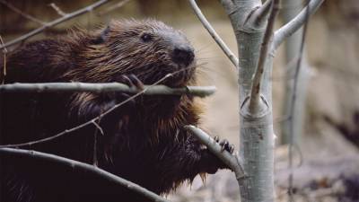 Wolf attacks on beavers are altering the very landscape of a national park - sciencemag.org - state Minnesota - county Park