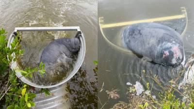 Gregory Edwards - Entrapped manatees rescued in Merritt Island after Tropical Storm Eta - clickorlando.com - state Florida - county Orange - county Island