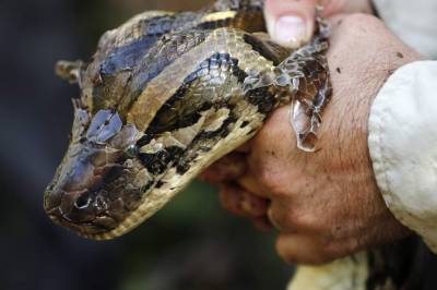 Gregory Edwards - Thousands of invasive pythons removed from Everglades - clickorlando.com - state Florida - county Orange - Burma