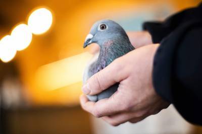 Belgian racing pigeon fetches record price of $1.9 million - clickorlando.com - China - Belgium