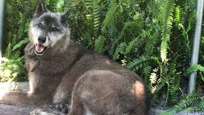 Popular southwest Florida wolfdog dies at 13 - clickorlando.com - state Florida - county Collier - city Sanctuary