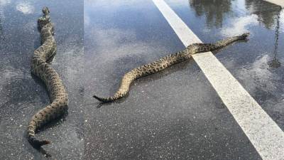 Bonita Springs - Why did the giant rattlesnake cross the road? Because Florida, that’s why - clickorlando.com - state Florida