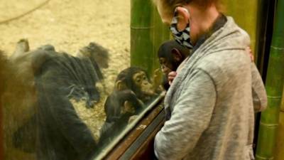 Baby chimp gets new foster family at Maryland zoo - fox29.com - state Maryland - city Oklahoma City - city Indianapolis - city Baltimore
