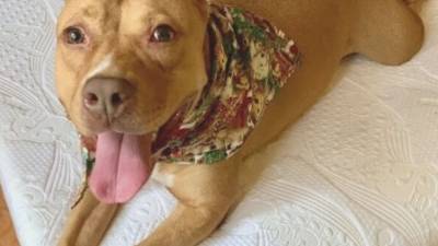 Dog in Del. SPCA 866 days finds 'furever' home with New Castle couple - fox29.com - state Delaware - city Newark, state Delaware - county New Castle