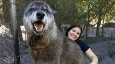 'Giant' Florida wolfdog that went viral has died at 13 - fox29.com - state Florida - city Sanctuary