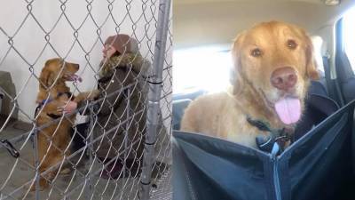 After nearly a year lost in the woods, golden retriever reunites with owner - fox29.com - state Missouri - county St. Louis - state New Hampshire