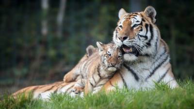 Dublin Zoo warns of permanent closure due to Covid-19 impact - rte.ie - Ireland - city Dublin