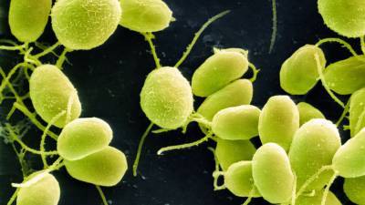 Giant virus genomes discovered lurking in DNA of common algae - sciencemag.org