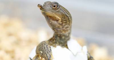 4,000 endangered spiny softshell turtle hatchlings released back into the Thames River - globalnews.ca