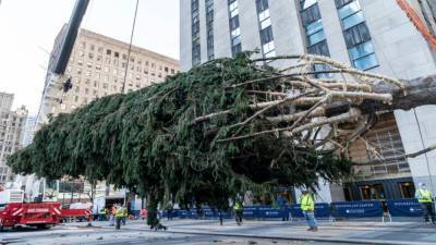 Owl found inside Rockefeller Christmas tree after 3 days without food - fox29.com - New York - Norway