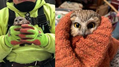Adorable owl rescued from Rockefeller Christmas tree - fox29.com - New York