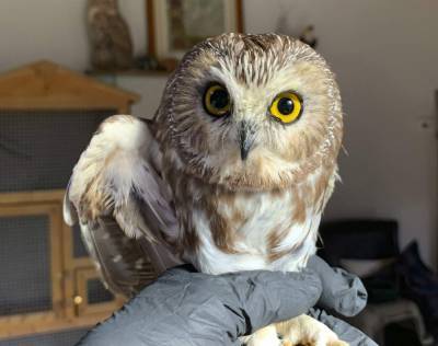 Owl found in Rockefeller Center tree could take flight soon - clickorlando.com - New York - Norway - city Manhattan - county Hudson