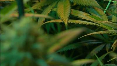 Craig Coughlin - New Jersey voting session canceled amid cannabis bill disagreements - fox29.com - state New Jersey