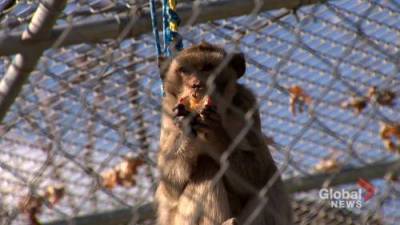 Visiting an Ontario Primate Sanctuary - globalnews.ca - county Ontario